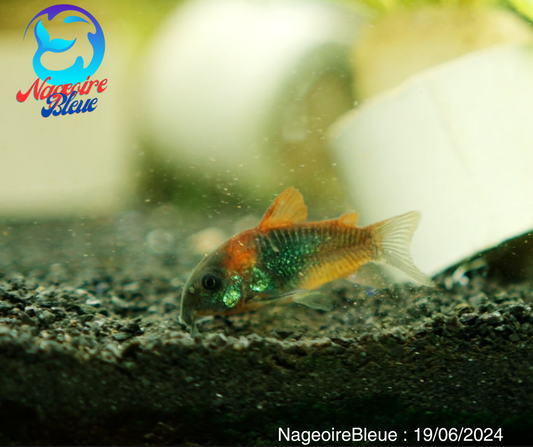Venezuelan cory orange - NageoireBleue