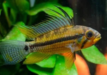 Apistogramma ortegai pebas - NageoireBleue