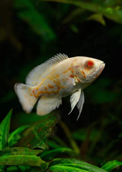 Longfin albino Oscar