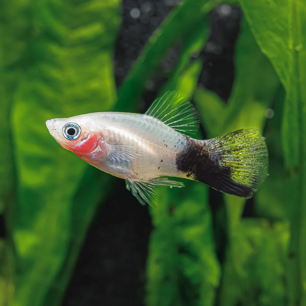 Platy Panda (Livraison)