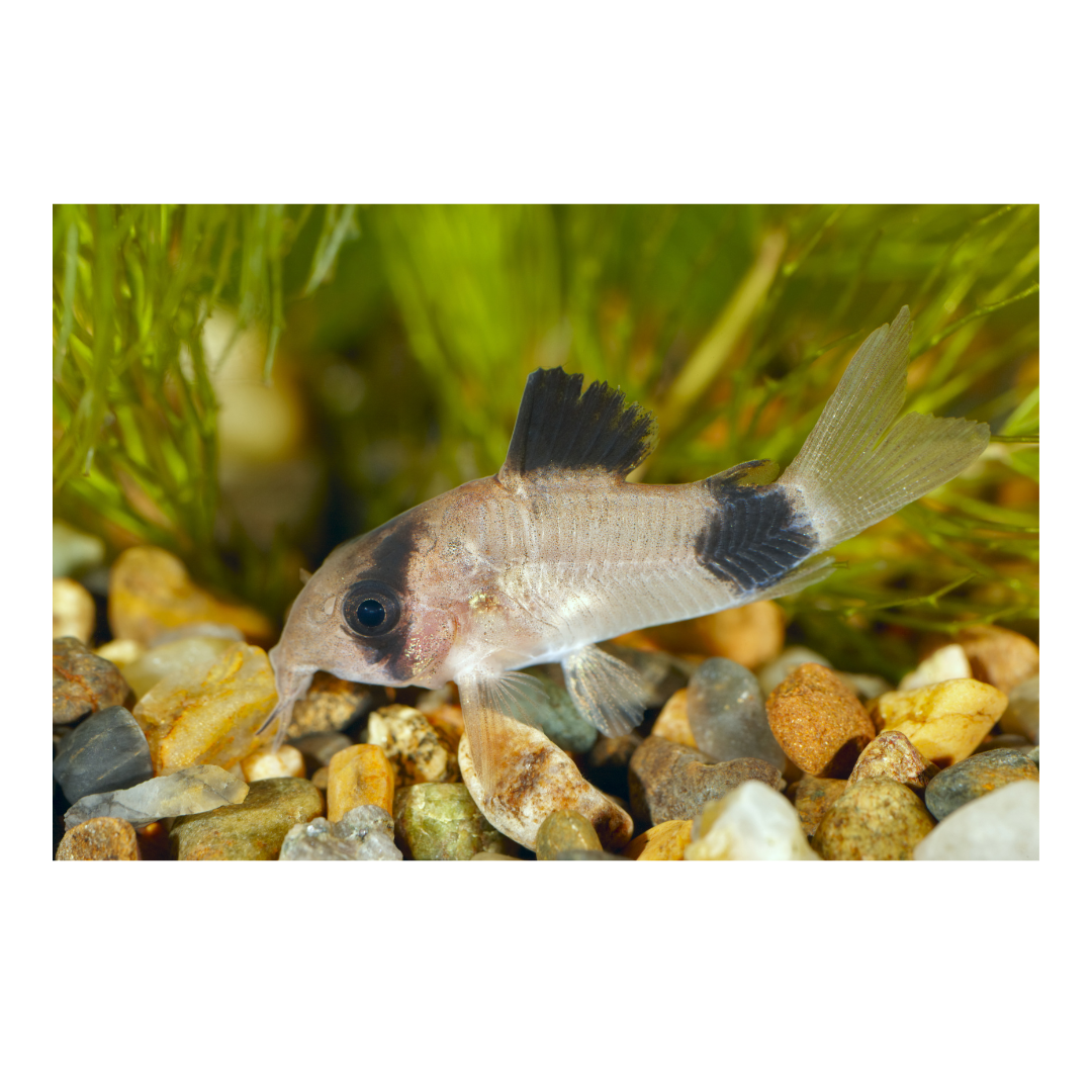 Corydoras Panda - NageoireBleue