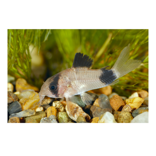 Corydoras Panda