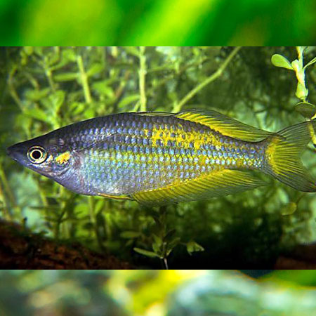 Poisson arc-en-ciel de Parkinson (Rainbow parkinson)