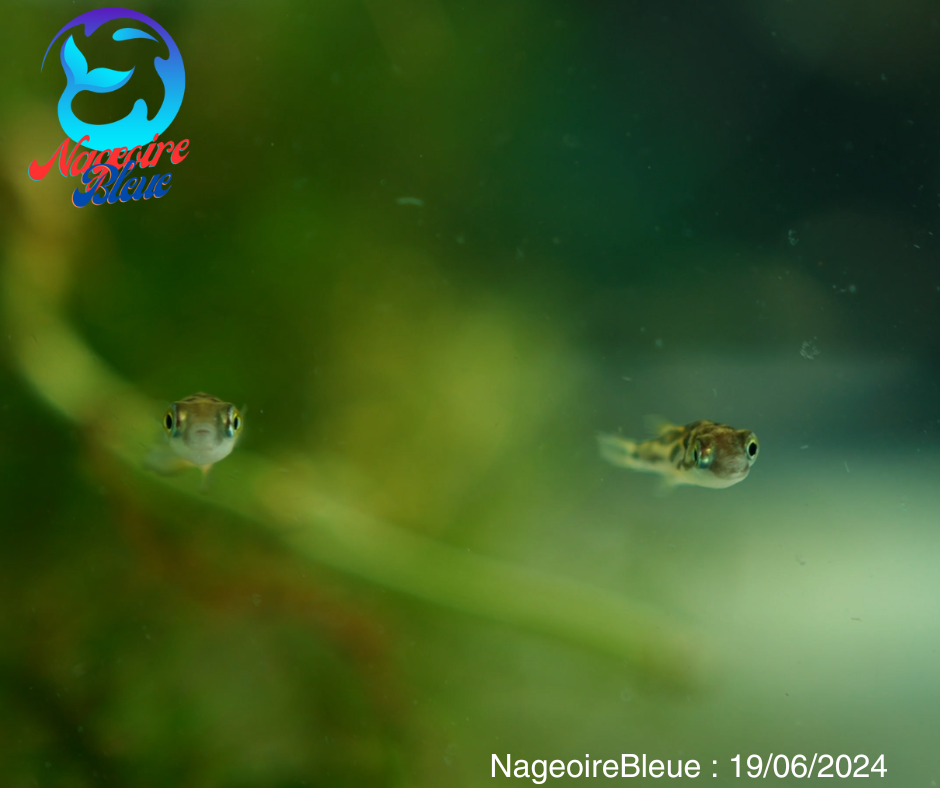 Poisson Puffer Nain (Pea Puffer) - NageoireBleue