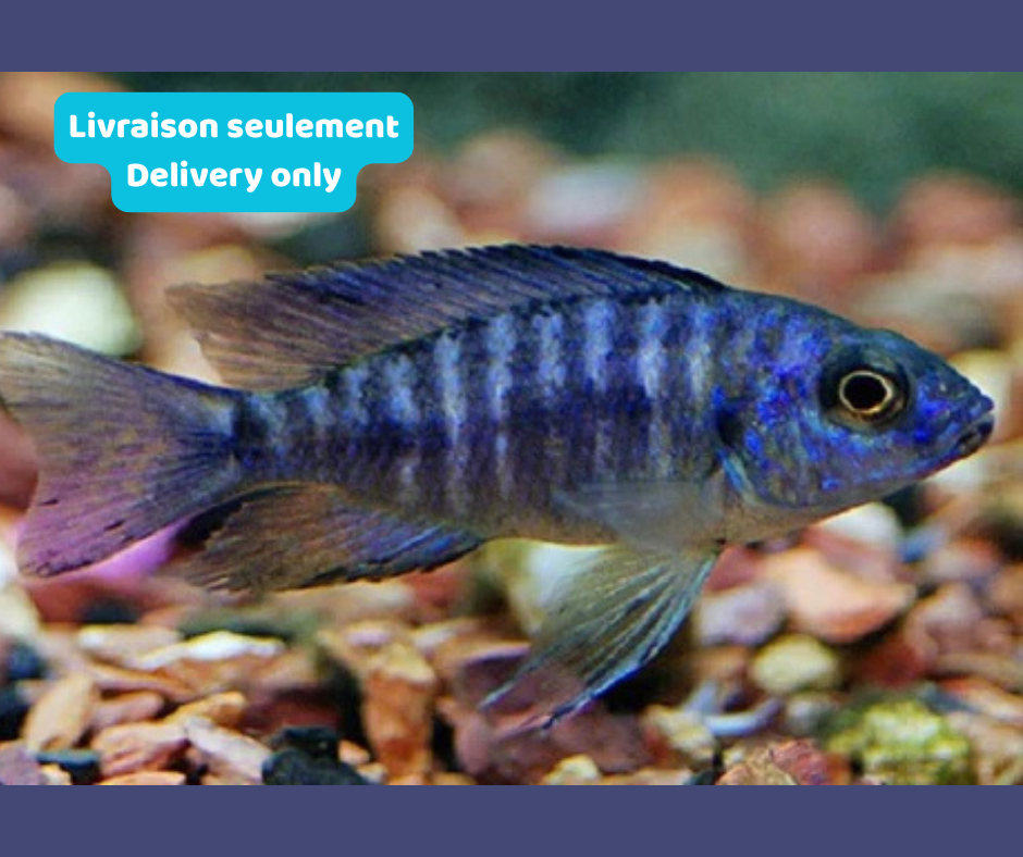 Cichlidé Peacock Bleu (Livraison seulement) - NageoireBleue