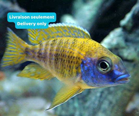 Cichlidé Peacock Jaune (Livraison seulement) - NageoireBleue