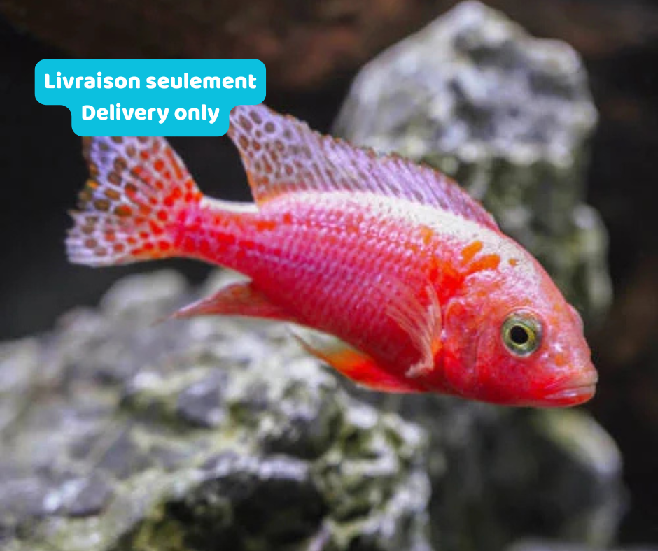 Cichlidé Peacock Rose (Livraison seulement) - NageoireBleue