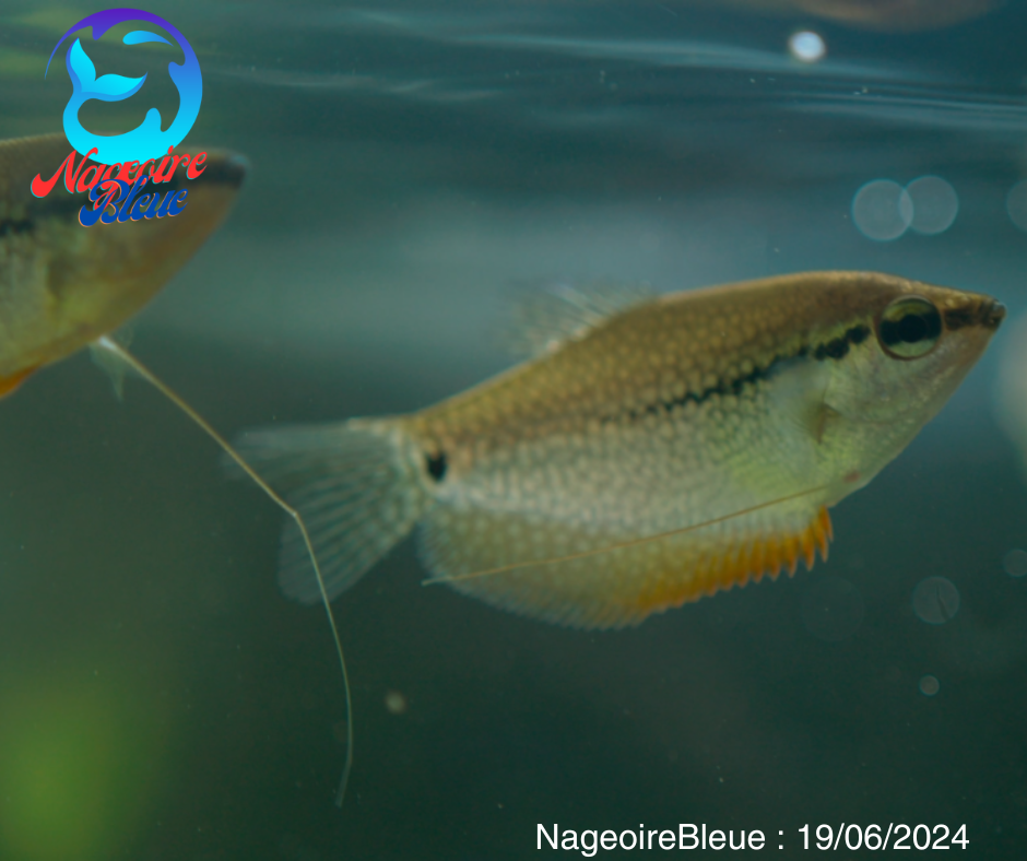 Gourami pearl (Trichopodus leerii) - NageoireBleue