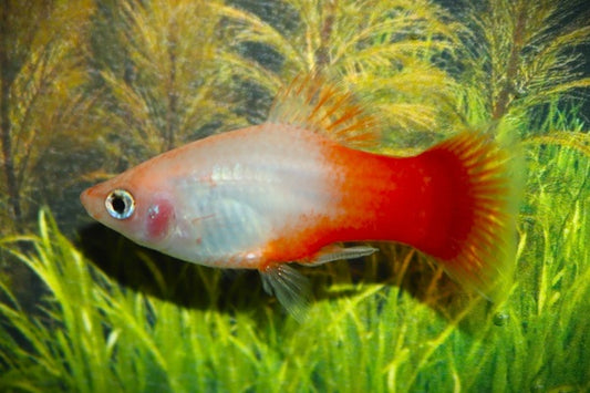 Platy "Pepperminth"