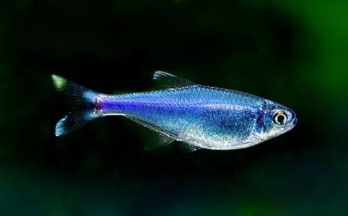 Tetra Peruvian Blue - NageoireBleue