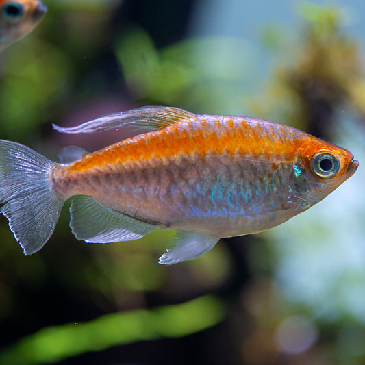 Tétra du congo