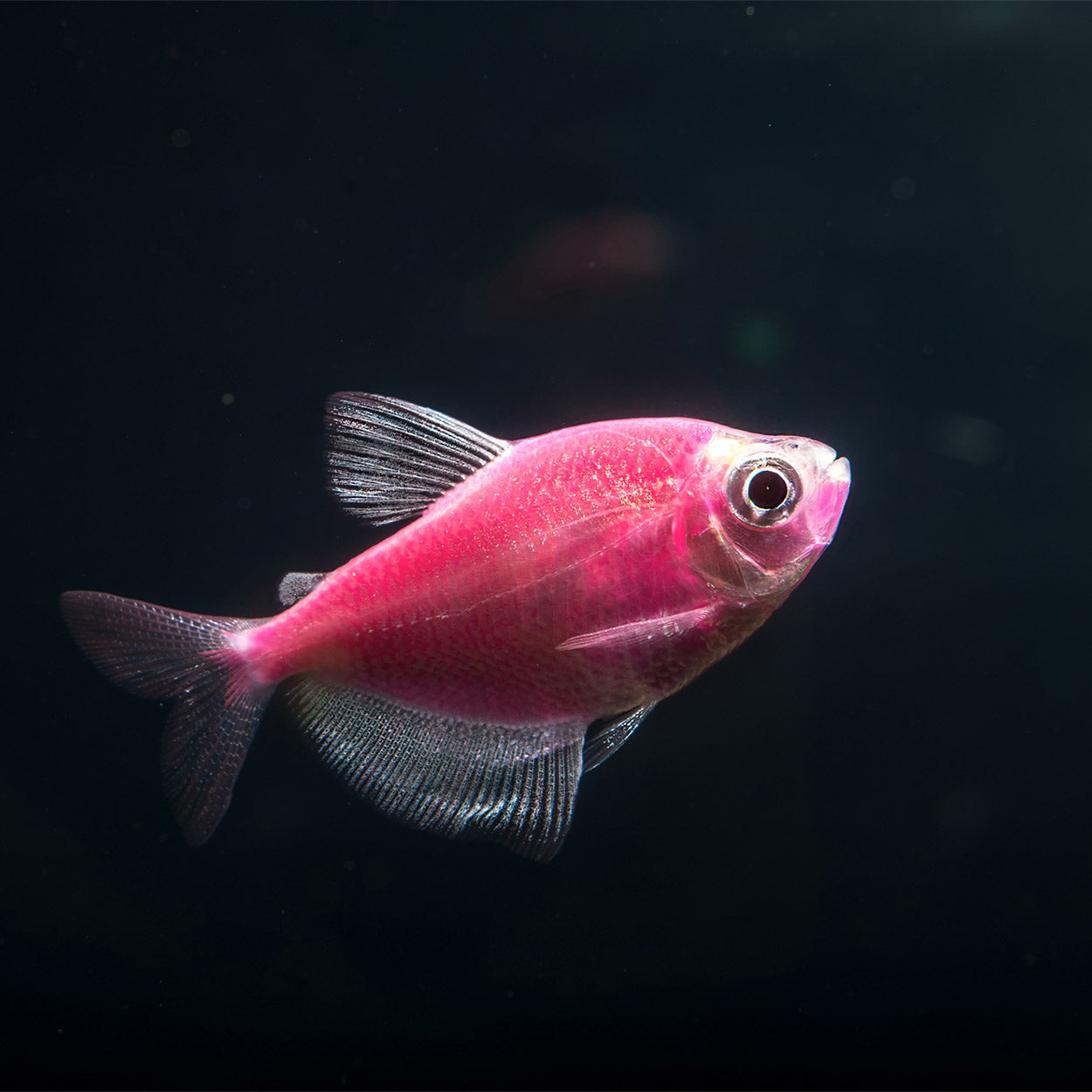 Poisson Tétra Glo - NageoireBleue