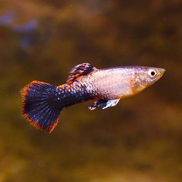 Guppy Tuxedo rose Mâle