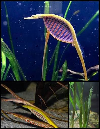 Pipefish "Short-tailed" (Microphis brachyurus)