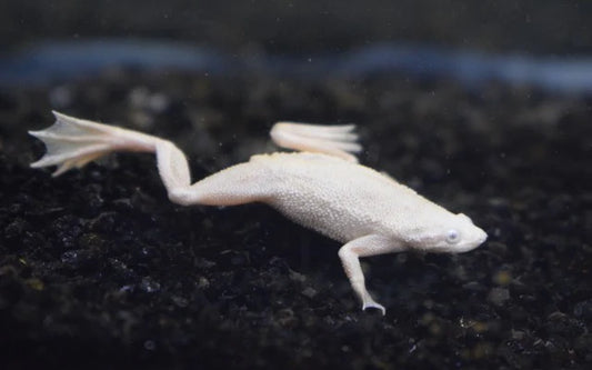 Grenouille africaine naine platinum