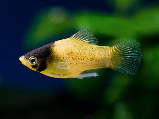 Platy "Bumble bee" (Livraison)