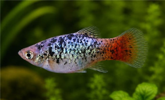 Platy calico à queue rouge