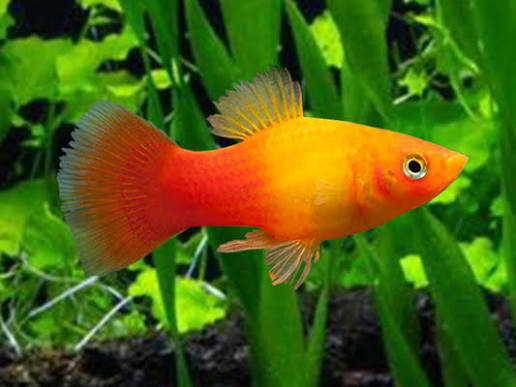 Platy "sunset"