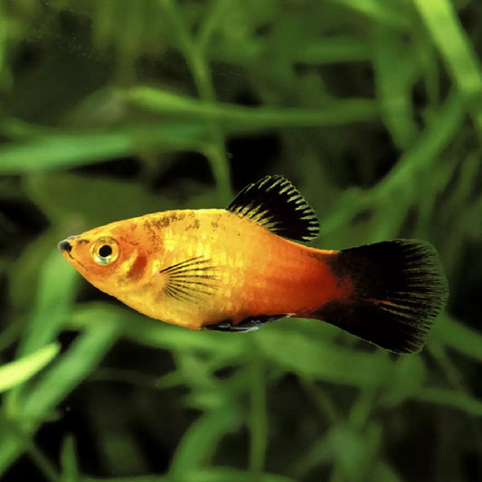 Platy "Sunset wagtail"