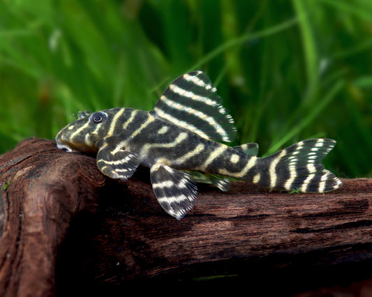 Pleco L340 - NageoireBleue