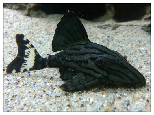 Pleco Broken Line L191 - NageoireBleue