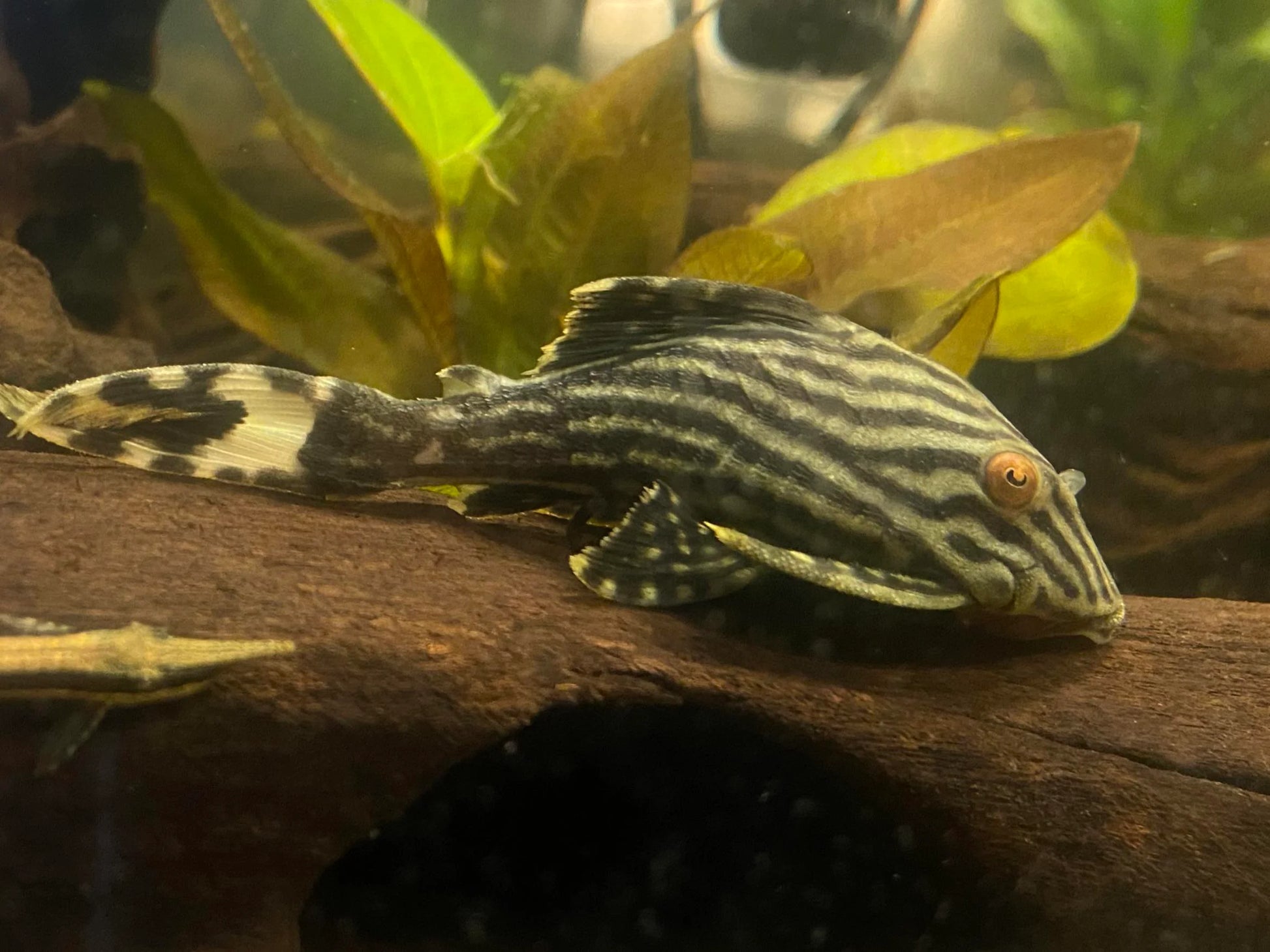 Pleco Royal L190 - NageoireBleue