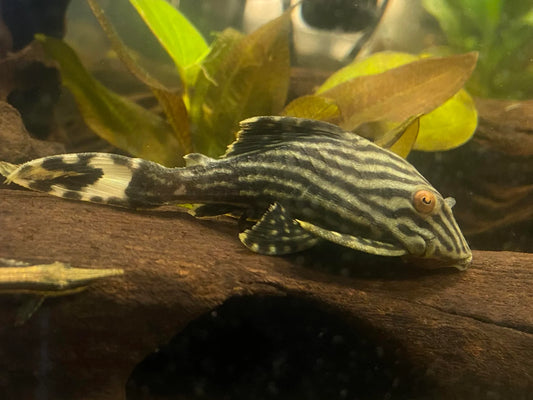 Pleco Royal L190 - NageoireBleue