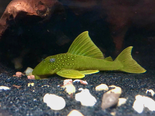 Pleco green L200 (LARGE)