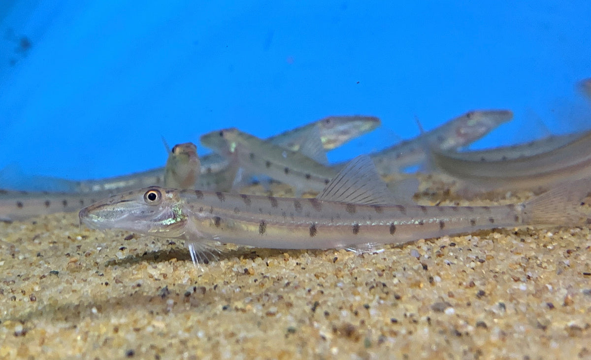 Horseface loach (Acantopsis dialuzona) - NageoireBleue