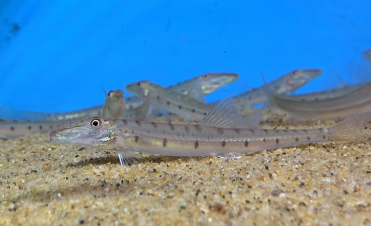 Poisson Horseface loach Acantopsis dialuzona nageoirebleue nageoire bleue dans un aquarium, vue de face avec sa tête caractéristique.