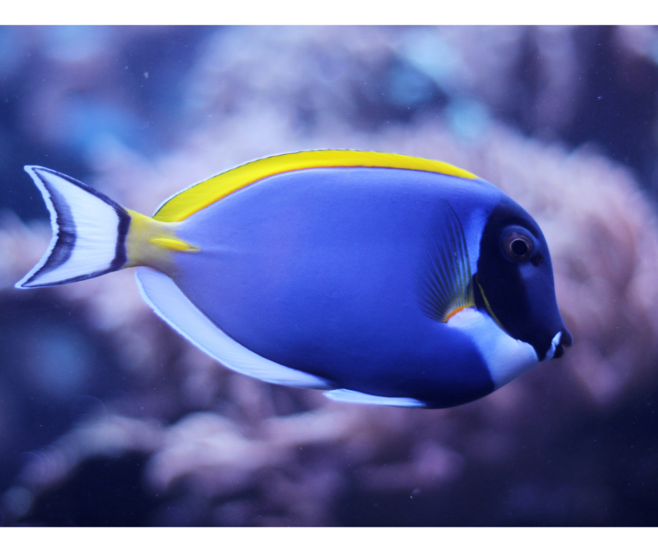 POWDER BLUE TANG MD Acanthurus Leucosternon - NageoireBleue