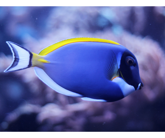 POWDER BLUE TANG MD Acanthurus Leucosternon