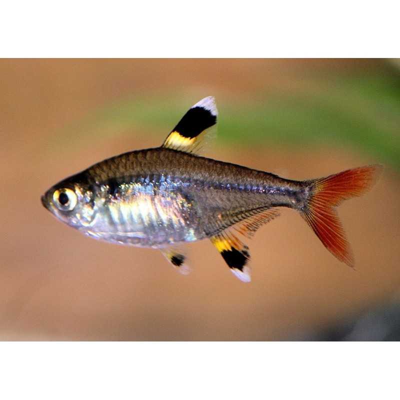 Tétra Pristella