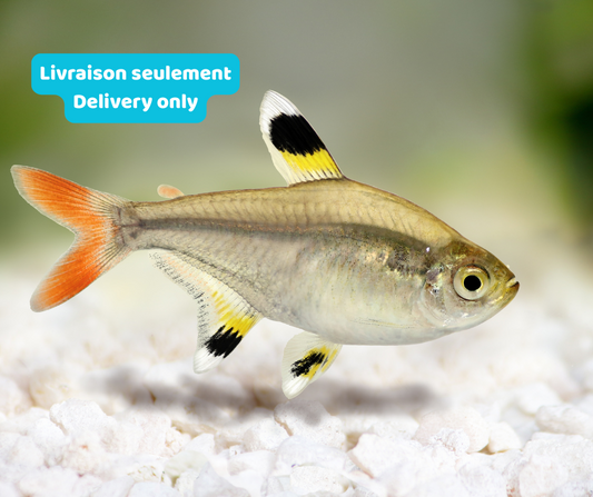 Tetra Pristella (Livraison seulement) - NageoireBleue