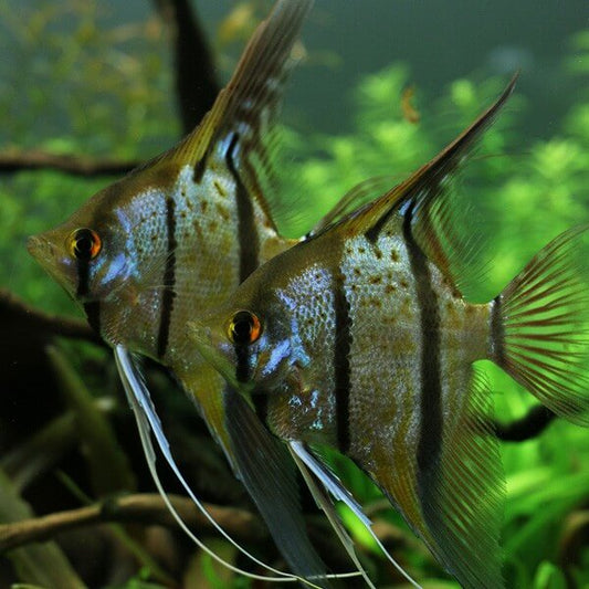Scalaire Rio Nanay - NageoireBleue