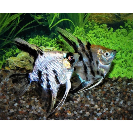 Scalaire marbré diamant (petit) - NageoireBleue