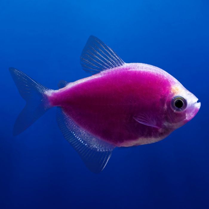 Poisson Tétra Glo - NageoireBleue
