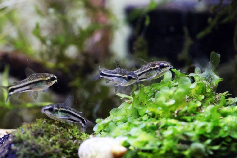 Cory Pygmy (Corydoras Pygmaeus) (NAIN)