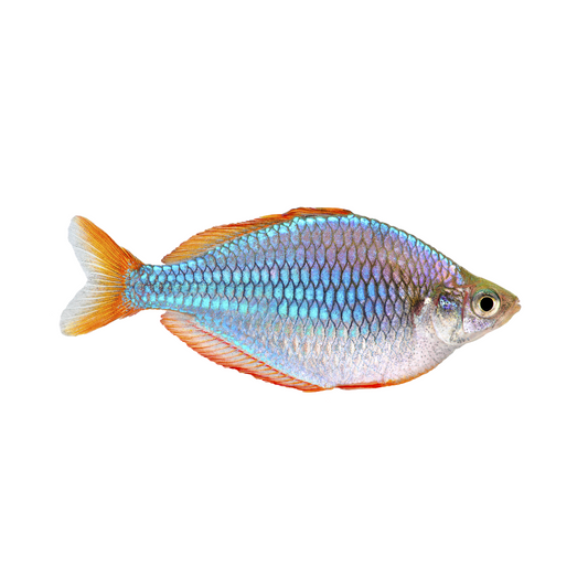 Rainbow Neon Dwarf - NageoireBleue
