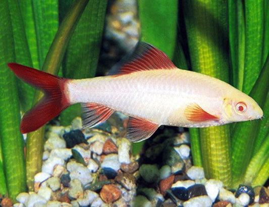 Rainbow shark Albino - NageoireBleue