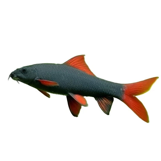 Shark Rainbow - NageoireBleue