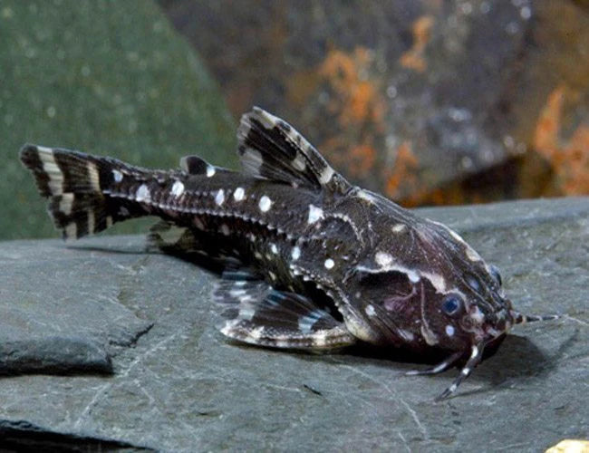 Poisson chat "Spotted Raphael" 3 pouces (Livraison)