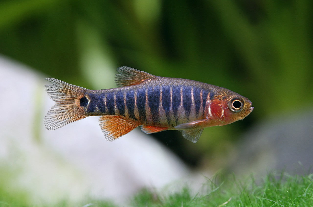 Combos Rasbora Émeraude - NageoireBleue