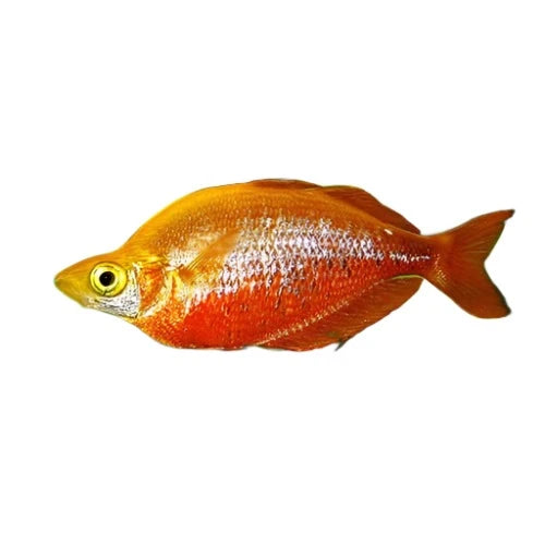 Rainbow Red Fish