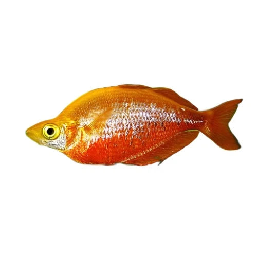 Rainbow Red Fish - NageoireBleue