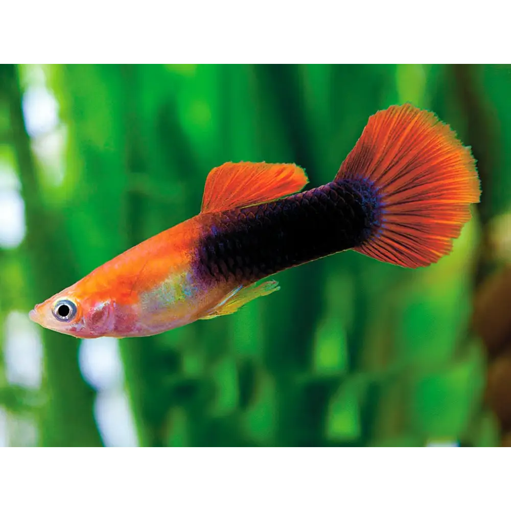 Guppy "Red Toxedo" (Mâle) (Disponible en magasin le dimanche 22 février 2026) - NageoireBleue