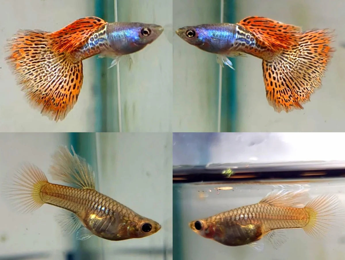 Guppy Red Lacet (En Paire) - NageoireBleue
