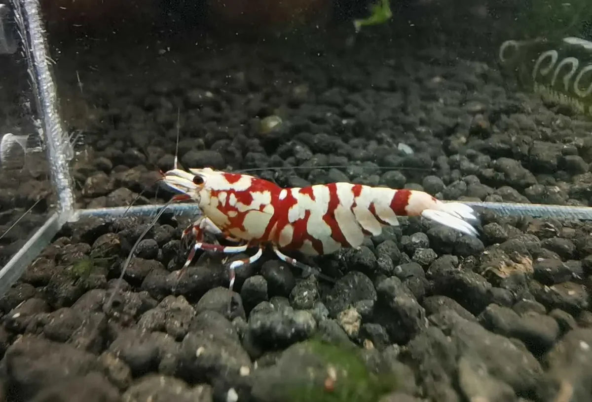 Crevette "Red tiger fancy" haut grade - NageoireBleue