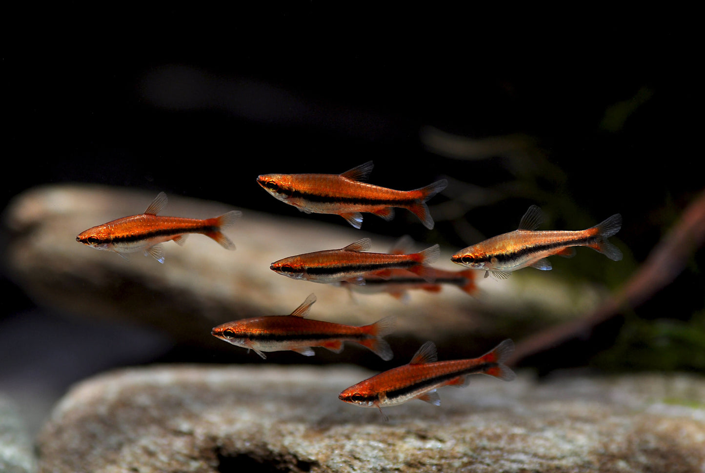 Poisson-crayon rouge (Red pencil fish)