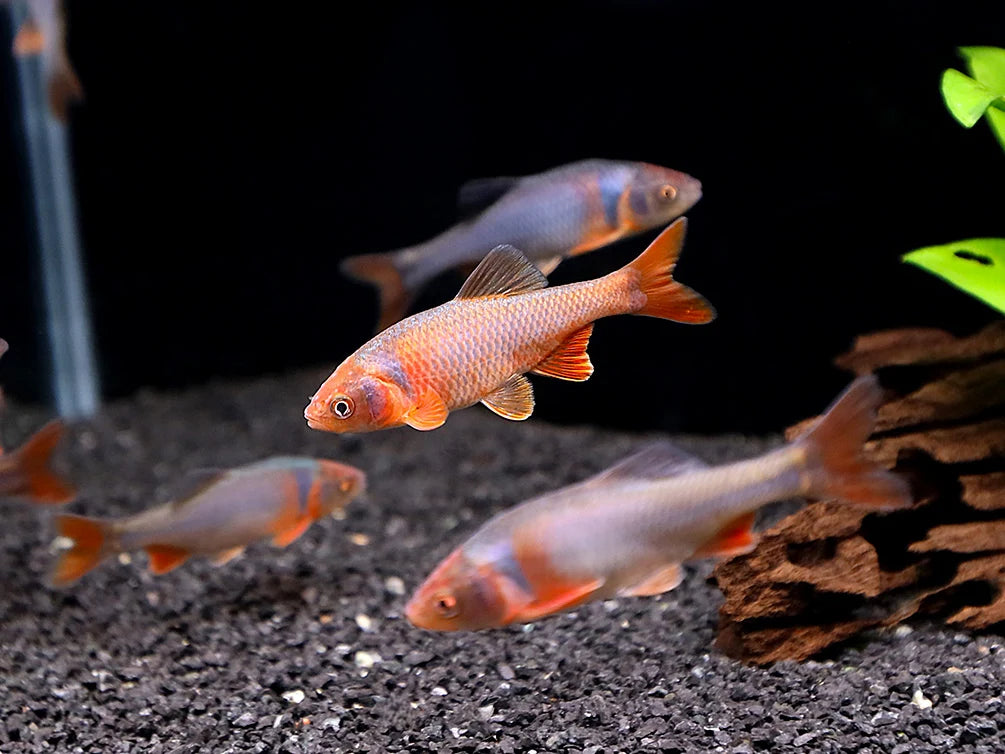 Red Shiner mâle (Cyprinella lutrensis)